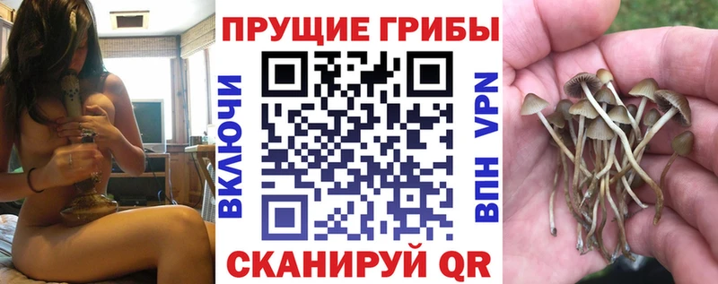 Псилоцибиновые грибы Psilocybe  Ливны 